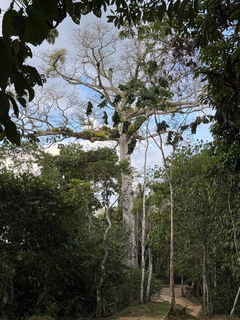 Enormous ceiba tree with pale bare branches spreading above the jungle canopy near Iquitos Peru