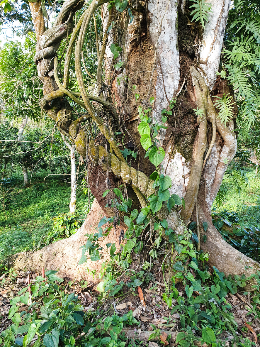 Large ceiba tree with vines and deep roots in the Peruvian Amazon
