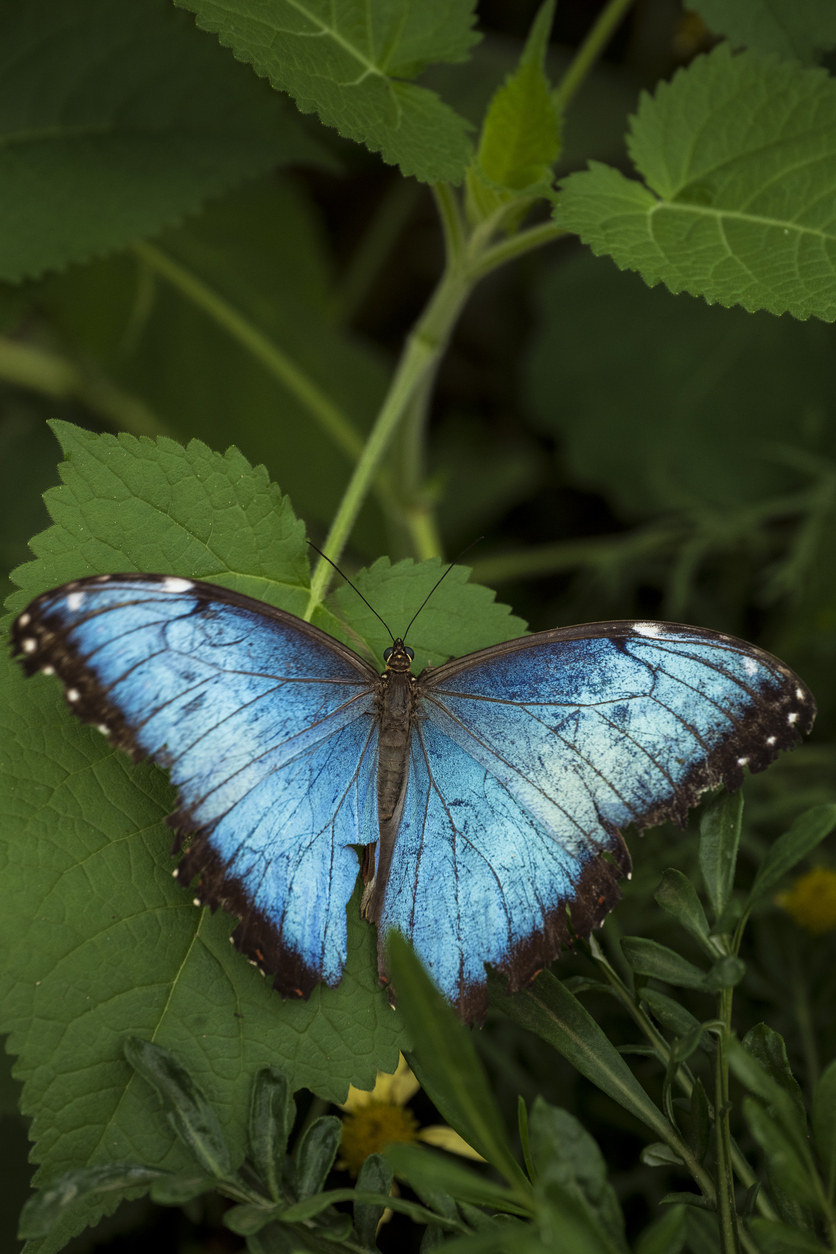 Blue morpho butterfly resting on green leaves in the Peruvian Amazon